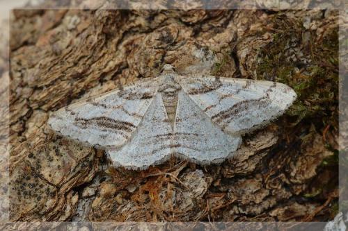 Calamodes occitanaria