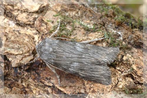 Réf. 14 068 : Scotochrosta pulla