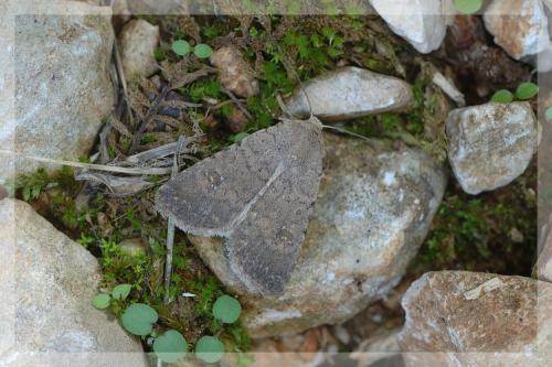 Réf. 14 071 : Caradrina flavirena