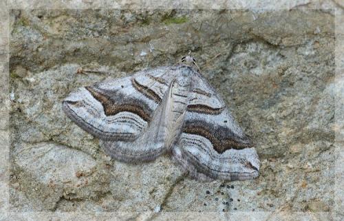 Scotopteryx peribolata