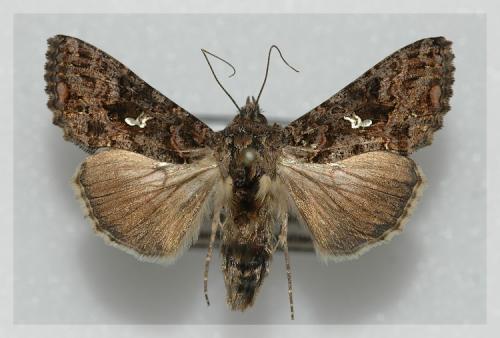 Réf. 14 073 : Ctenoplusia limbirena
