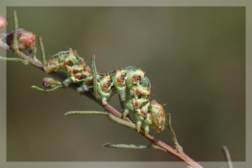 Réf. 14 405 : Cucullia formosa