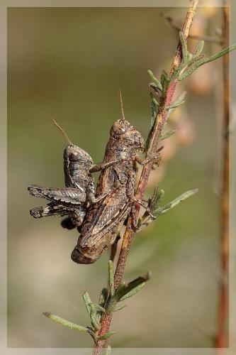 Pezotettix giornae