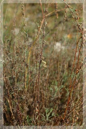 Réf. 14 456 : Cucullia formosa