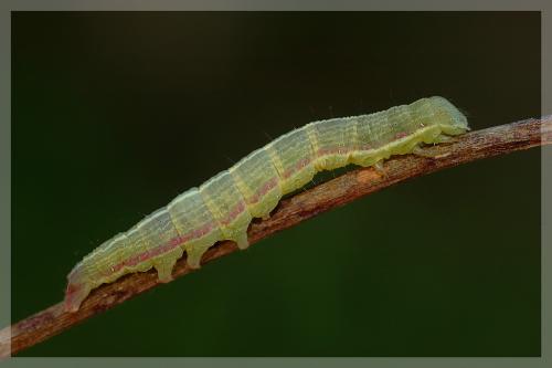 Réf. 14 562 : Epimecia ustula