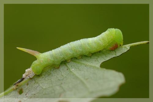 Agrius convolvuli