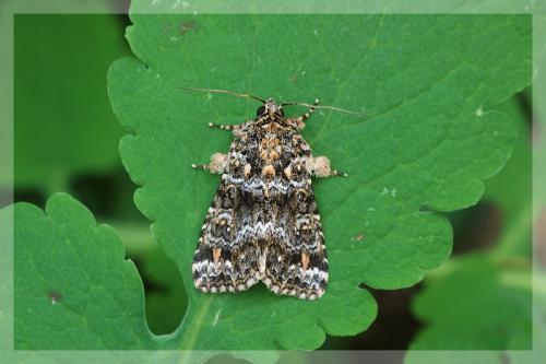 Callopistria latreillei