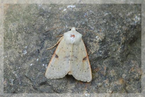 Ammopolia witzenmanni