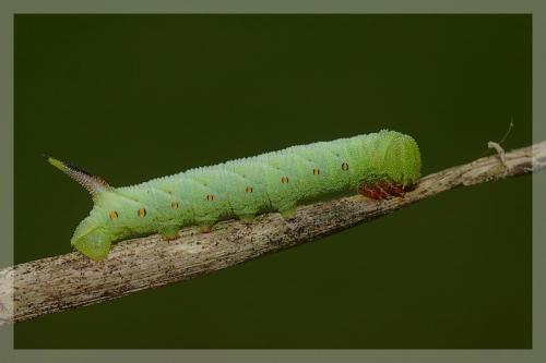 Agrius convolvuli
