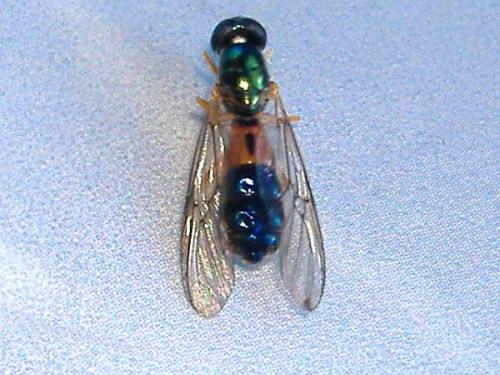 Sargus bipunctatus