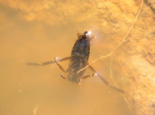 Notonecta sp.