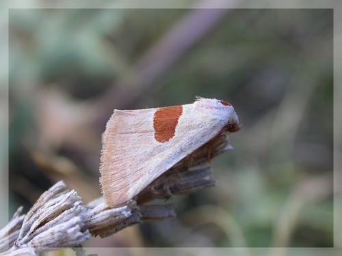 Calymma communimacula