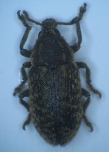 Réf. 14 896 : Rhinocyllus conicus