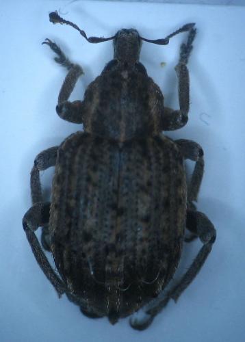 Brachypera zoilus