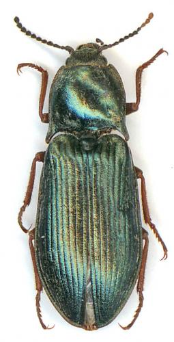 Selatosomus latus