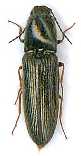 Réf. 14 063 : Nothodes parvulus