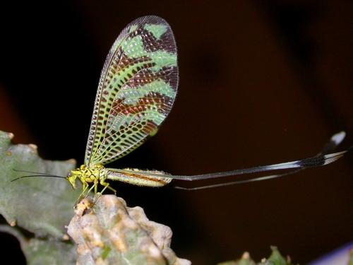 Réf. 14 252 : Nemoptera bipennis