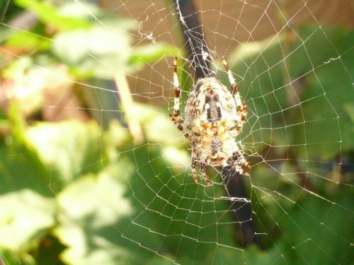 Araneus diadematus