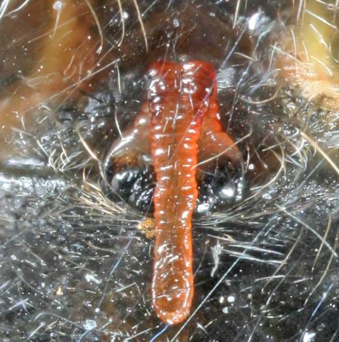 Araneus diadematus