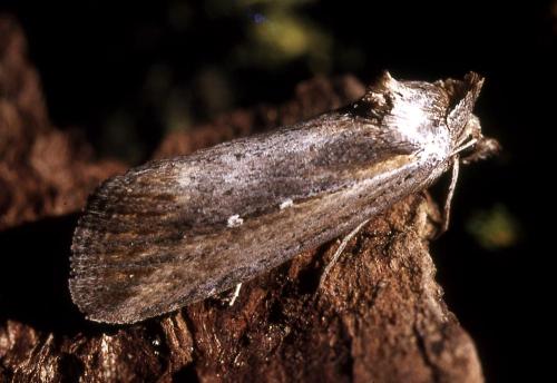 Epimecia ustula