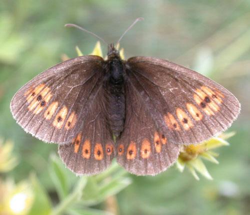 Erebia alberganus