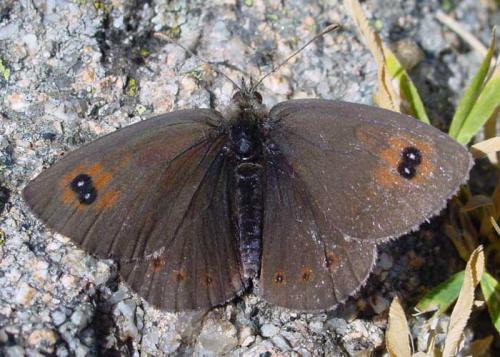 Erebia sp.