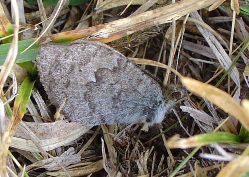 Erebia sp.
