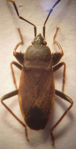 Eremocoris plebejus