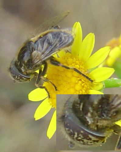 Eristalinus sepulchralis
