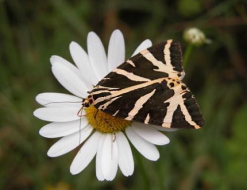 Réf. 14 622 : Euplagia quadripunctaria
