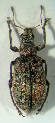 Polydrusus cervinus