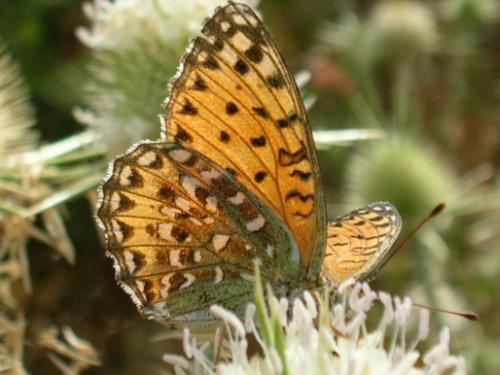 Argynnis elisa