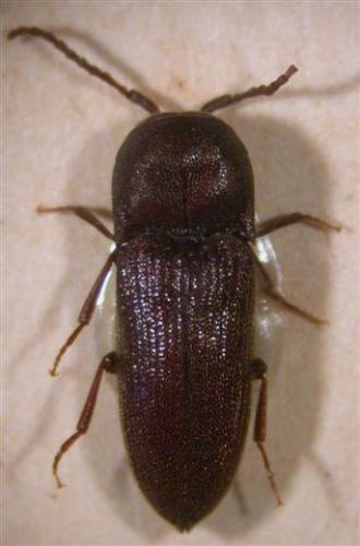 Farsus dubius