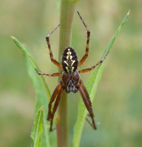 Réf. 14 624 : Aculepeira sp.