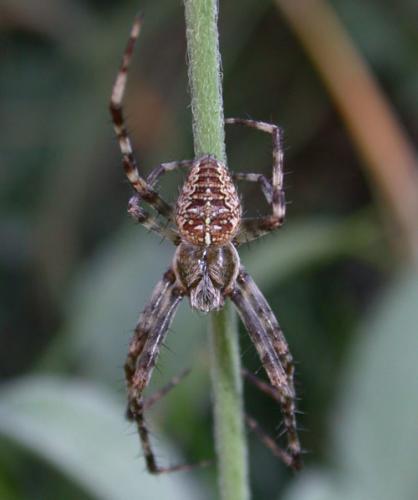Araneus diadematus