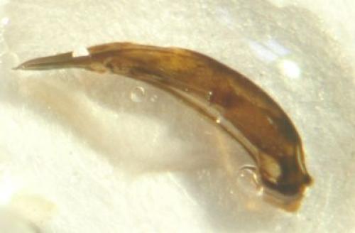 Réf. 14 627 : Galerucella sp.
