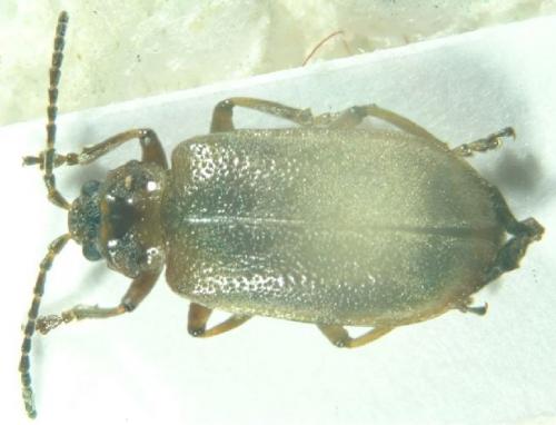Réf. 14 483 : Galerucella sp.