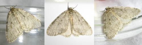 Epirrita sp.