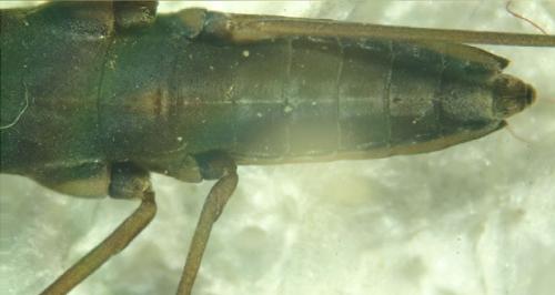 Gerris gibbifer