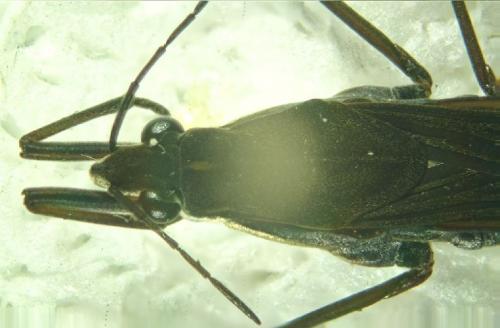 Gerris gibbifer