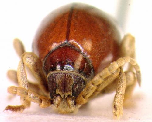 Gibbium psylloides