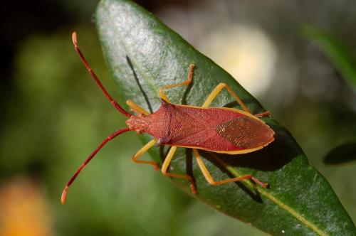 Gonocerus insidiator