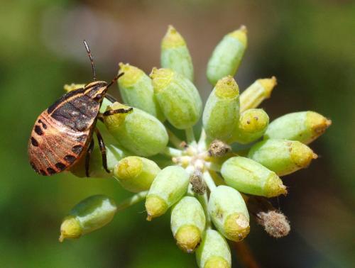 Réf. 14 888 : Graphosoma italicum