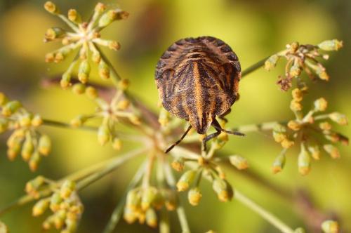 Réf. 14 988 : Graphosoma italicum