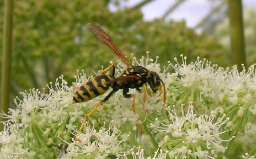Polistes sp.