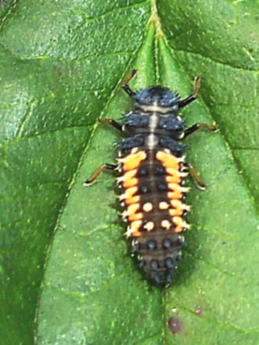 Harmonia axyridis