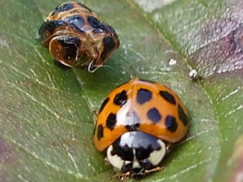 Harmonia axyridis