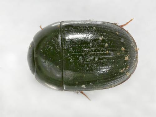 Réf. 14 284 : Dactylosternum abdominale