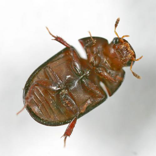 Réf. 14 285 : Dactylosternum abdominale