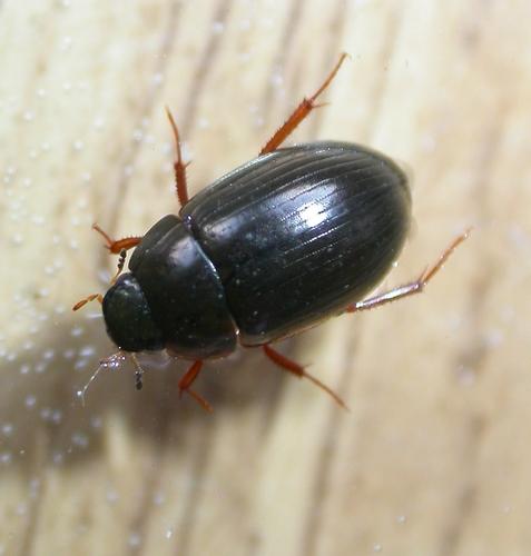 Réf. 14 286 : Hydrobius fuscipes